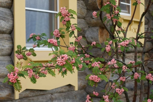 Рябина Пинк Вейл штамб 120 см Закупка М66 апрель 2026