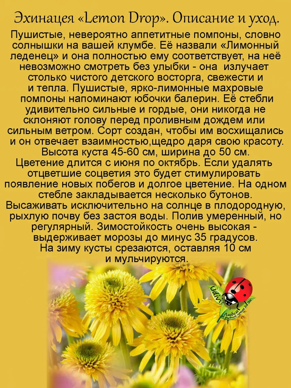 Эхинацея махровая "Лимонный леденец" Лимон Дроп