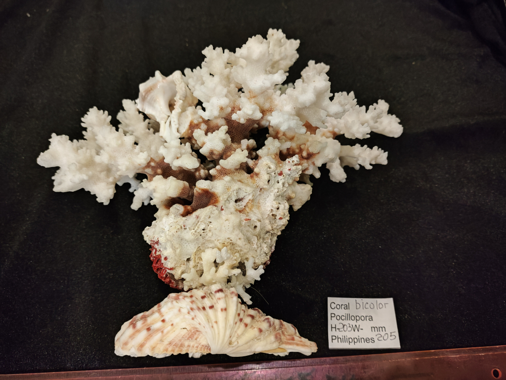 Коралл Поциллопора на Хиппопусе