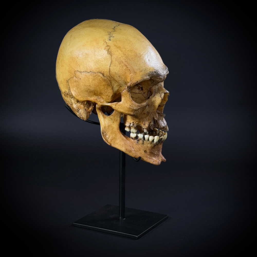 Череп человека на стойке (анатомическая модель)