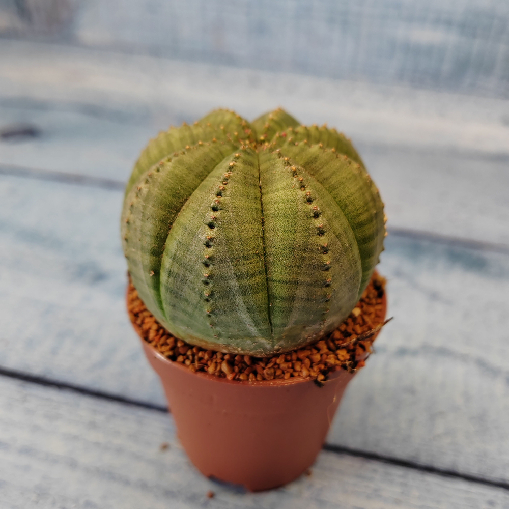 Euphoria Obesa (Эуфорбия)