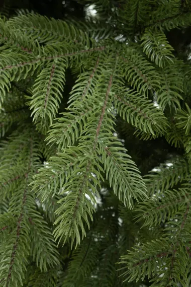 Искусственная елка Михайловская 400 см., 100% литая хвоя, ЕлкиТорг (242400)