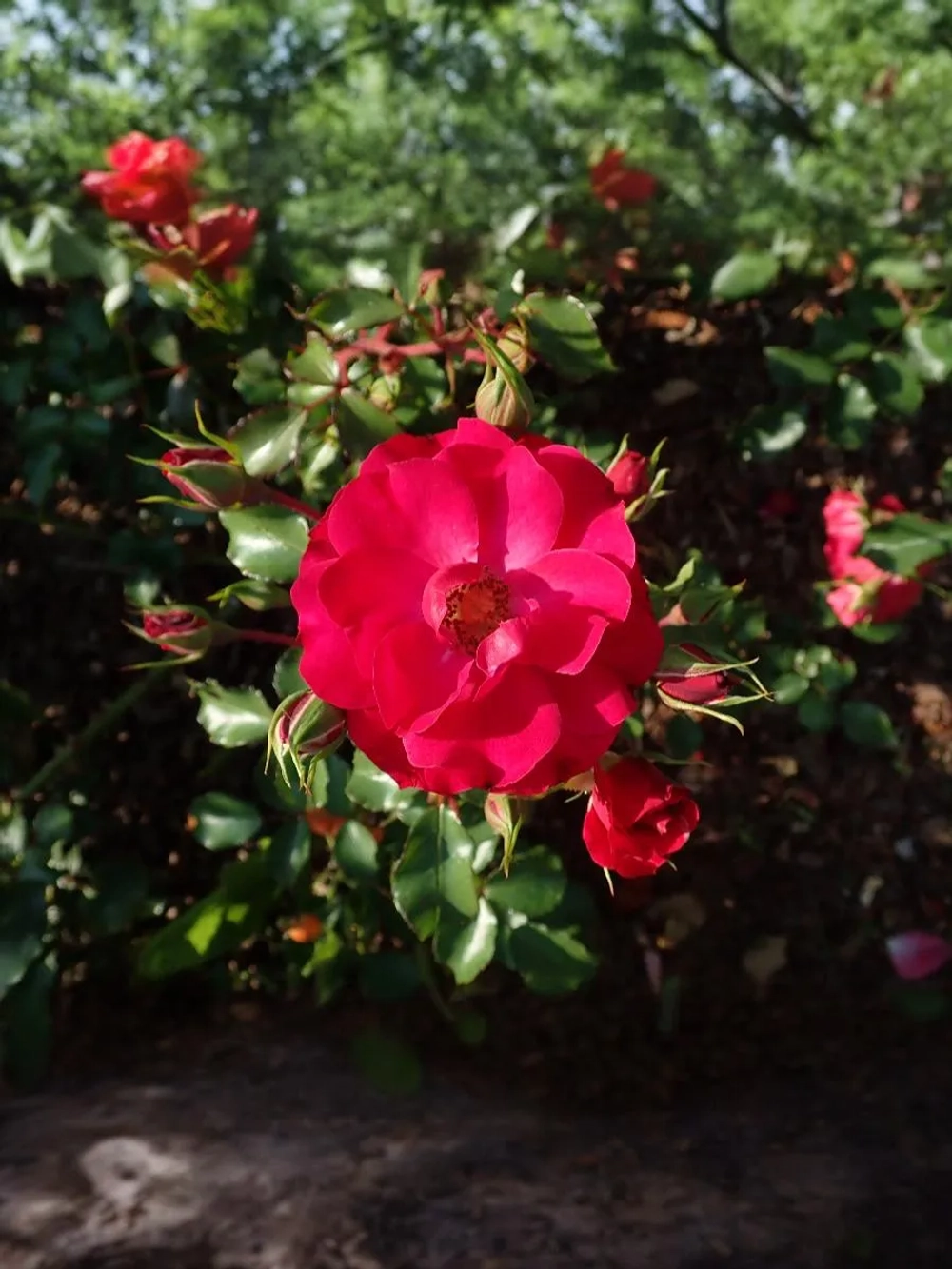 Роза флорибунда Ротилия