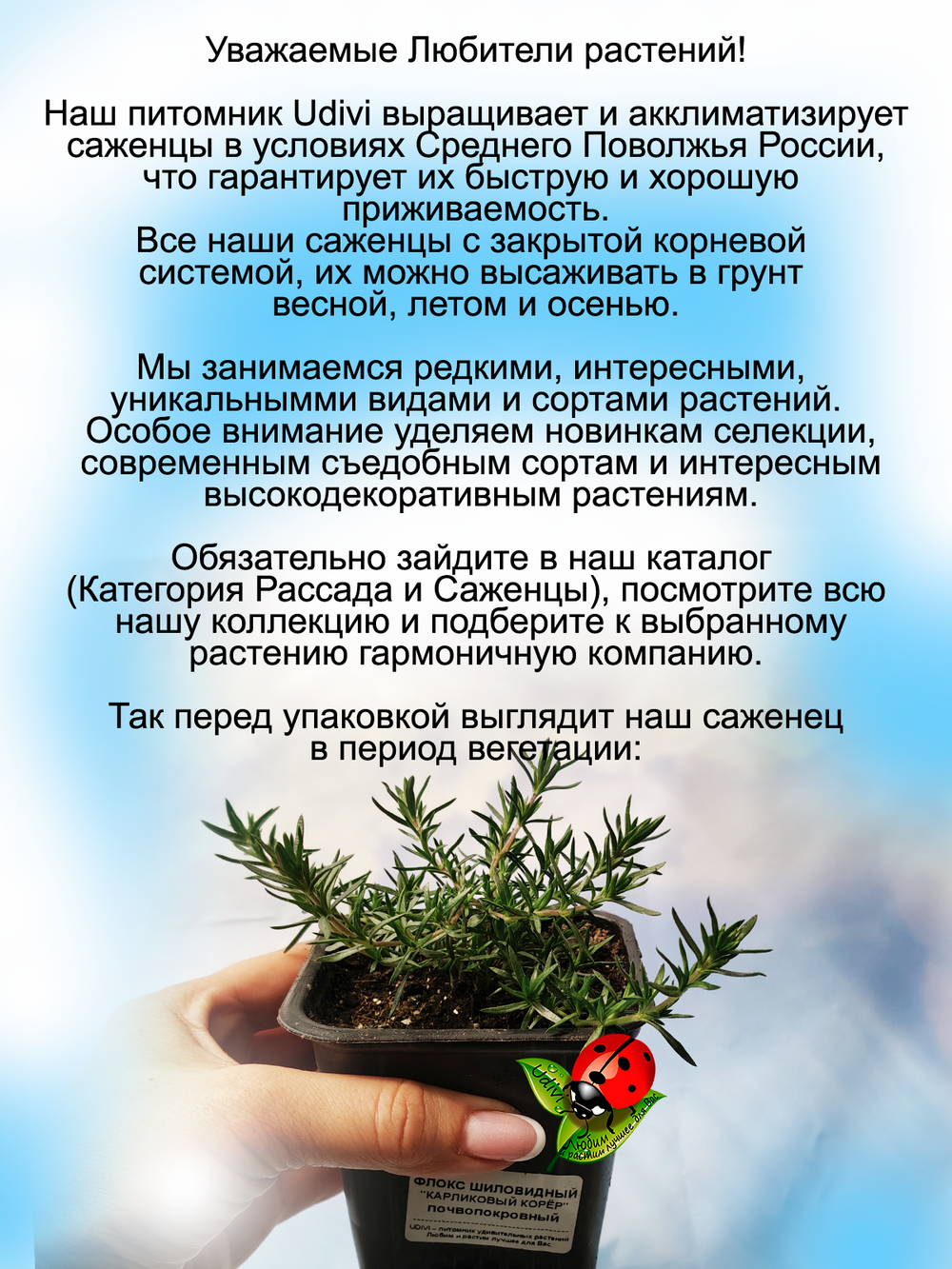 Флокс шиловидный Карликовый ковер розово-пурпурный