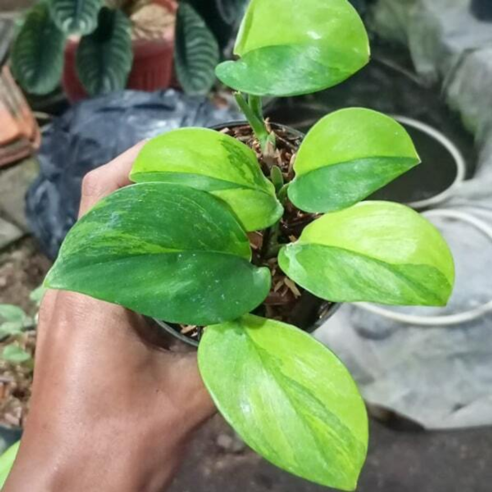 Сциндапсус TREUBII GREEN ON GREEN