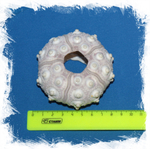 Панцирь морского ежа серый размер