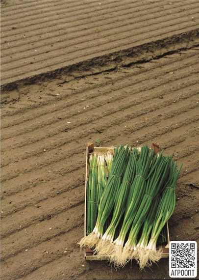 ПАРАДЕ семена лука на перо (Bejo | Alexagro) – фото 2