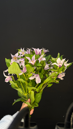 Клематис пачка / 10 шт