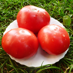 Помидоры Julia Child - Дитя Джулии