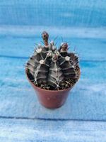 Gymnocalycium Friedrichii (Гимнокалициум)