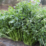 Потенциал семена сельдерея (Гавриш)