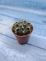 Gymnocalycium Friedrichii (Гимнокалициум)