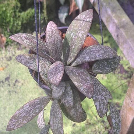 Хойя SIGILLATIS BORNEO