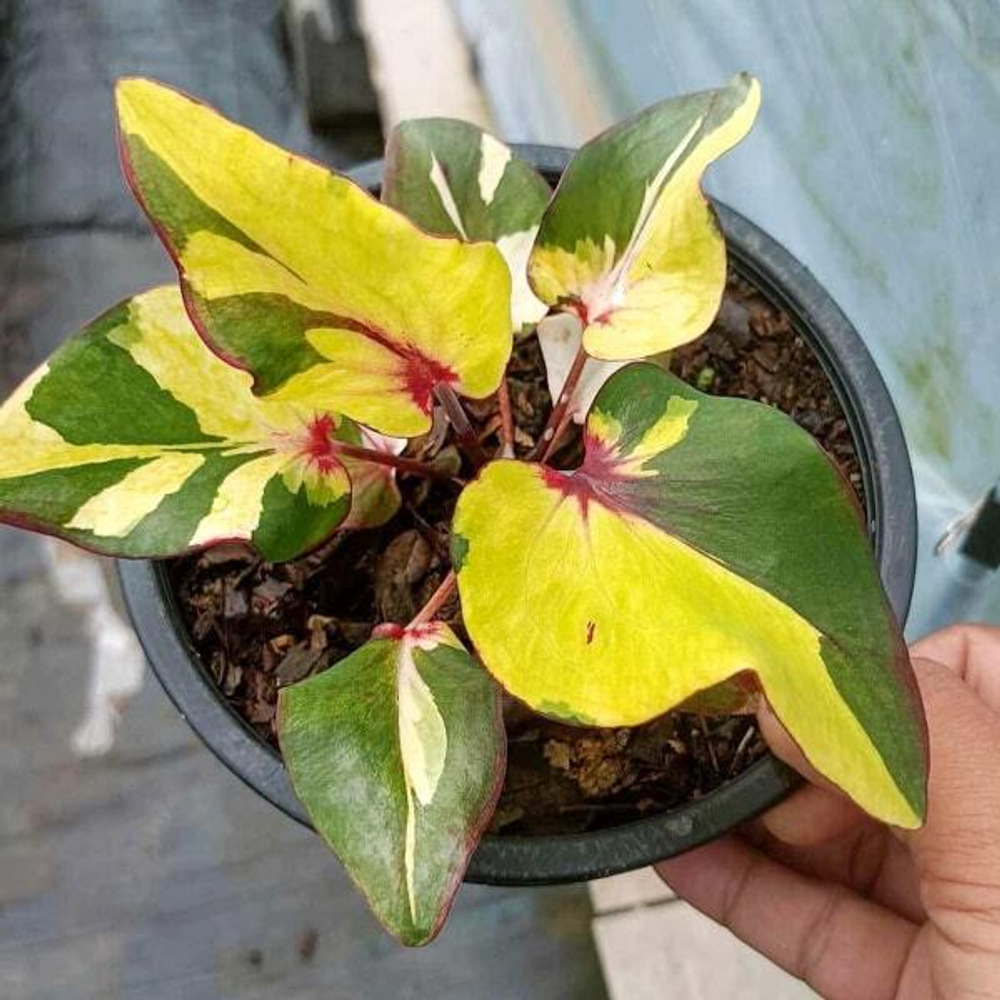 Каладиум THEWA APHIRAK