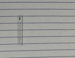 Шенилл Мадлен