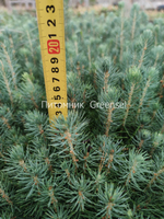 Ель голубая. Двухлетние сеянцы. Оптом от 50 штук.