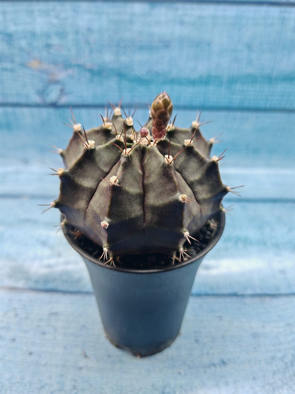 Gymnocalycium Mihanovichii black (Гимнокалициум)