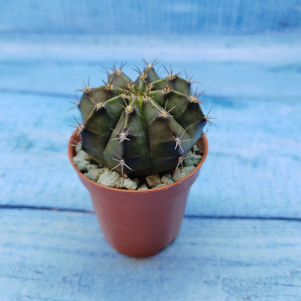 Gymnocalycium Friedrichii (Гимнокалициум)