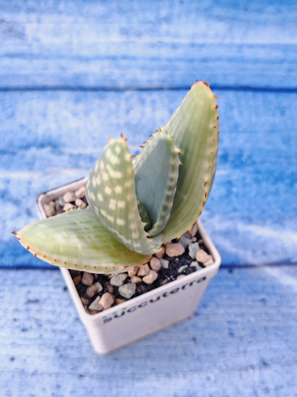 Aloe Gariepensis (Алоэ)