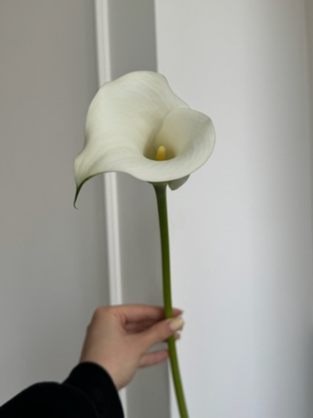 Калла белая