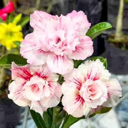 Адениум MEE CROP