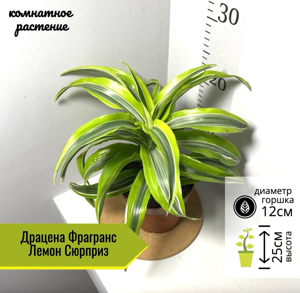 Драцена Фрагранс Лемон Сюрприз, D12см H25см, 1шт, Нидерланды
