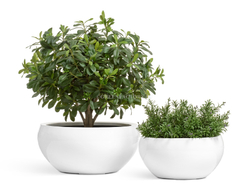 Кашпо TREEZ Effectory - серия Gloss - Низкая полусфера - Белый глянцевый лак