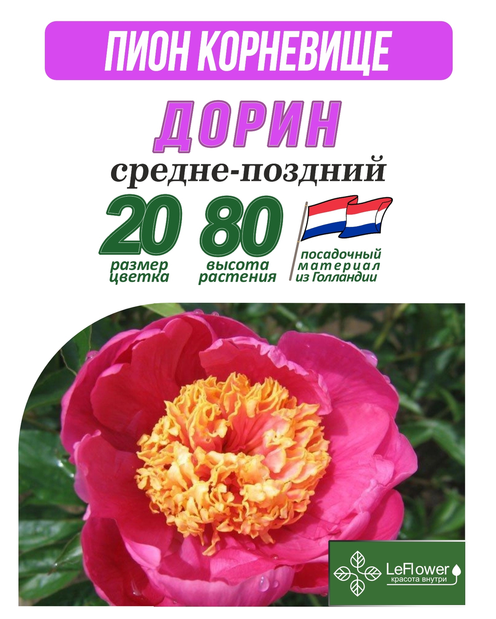 Пион Корневище, Дорин, 1шт