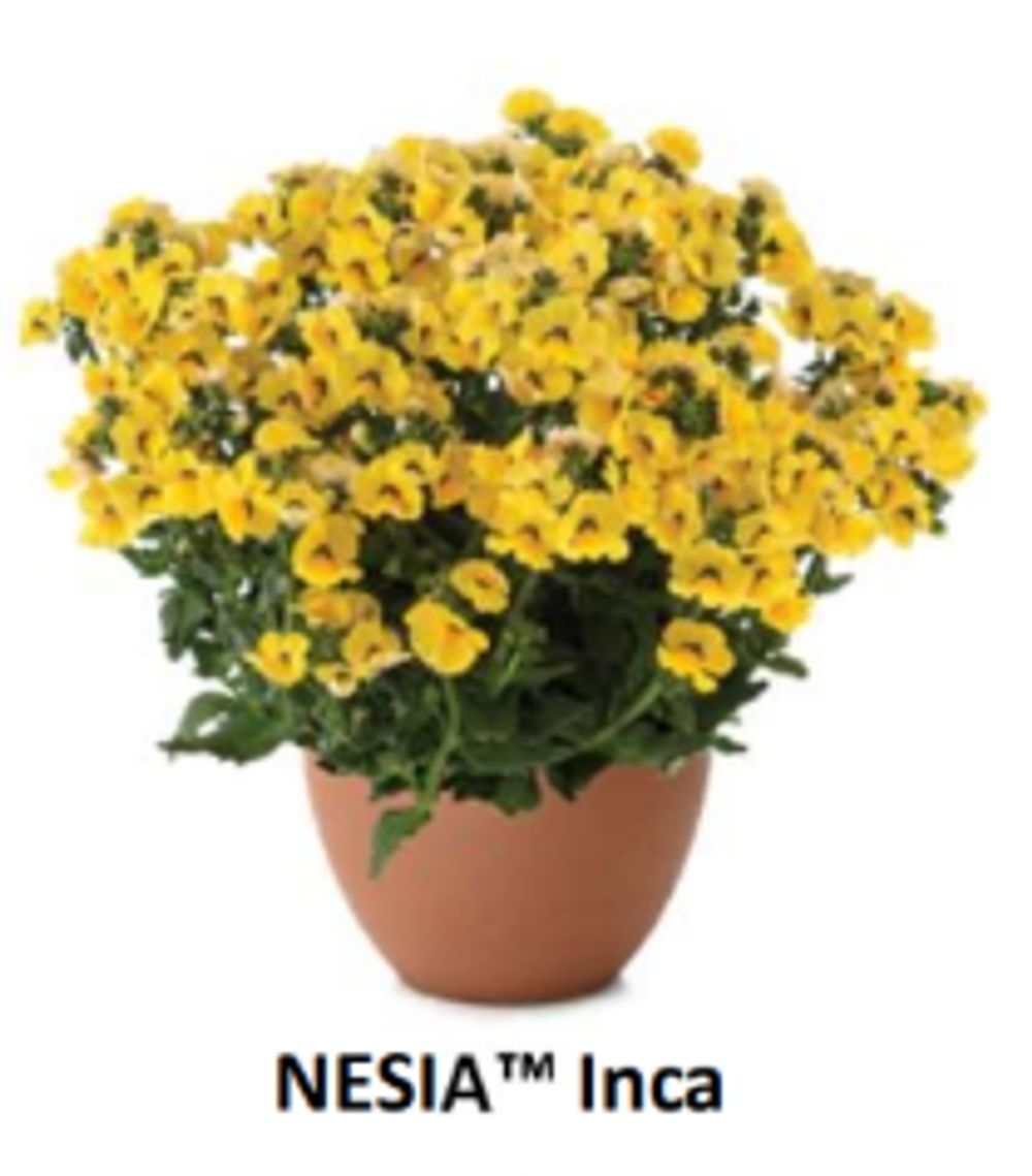 ЕВРО Немезия Nesia Inca укорененный ЕВРО черенок НАЧАЛО ЯНВАРЯ поставка 5