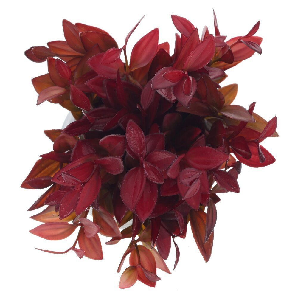 GAEM Цветочная композиция, L12 W12 H20 см, 4в.