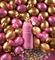 Montale Lucky Candy