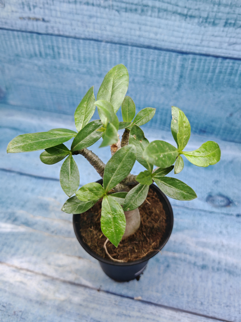 Adenium Baobab (Адениум)