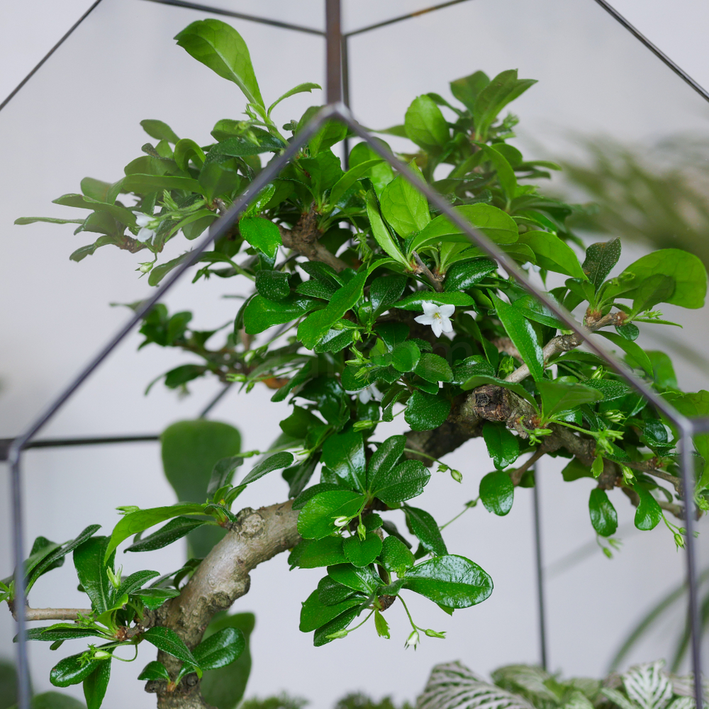 Готовый флорариум бонсай Кармона Бонсариум XL с озером