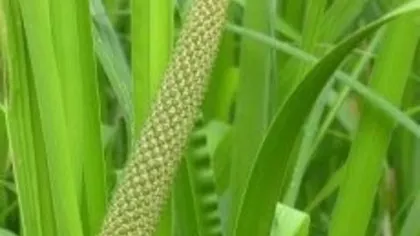 Аир (корень)