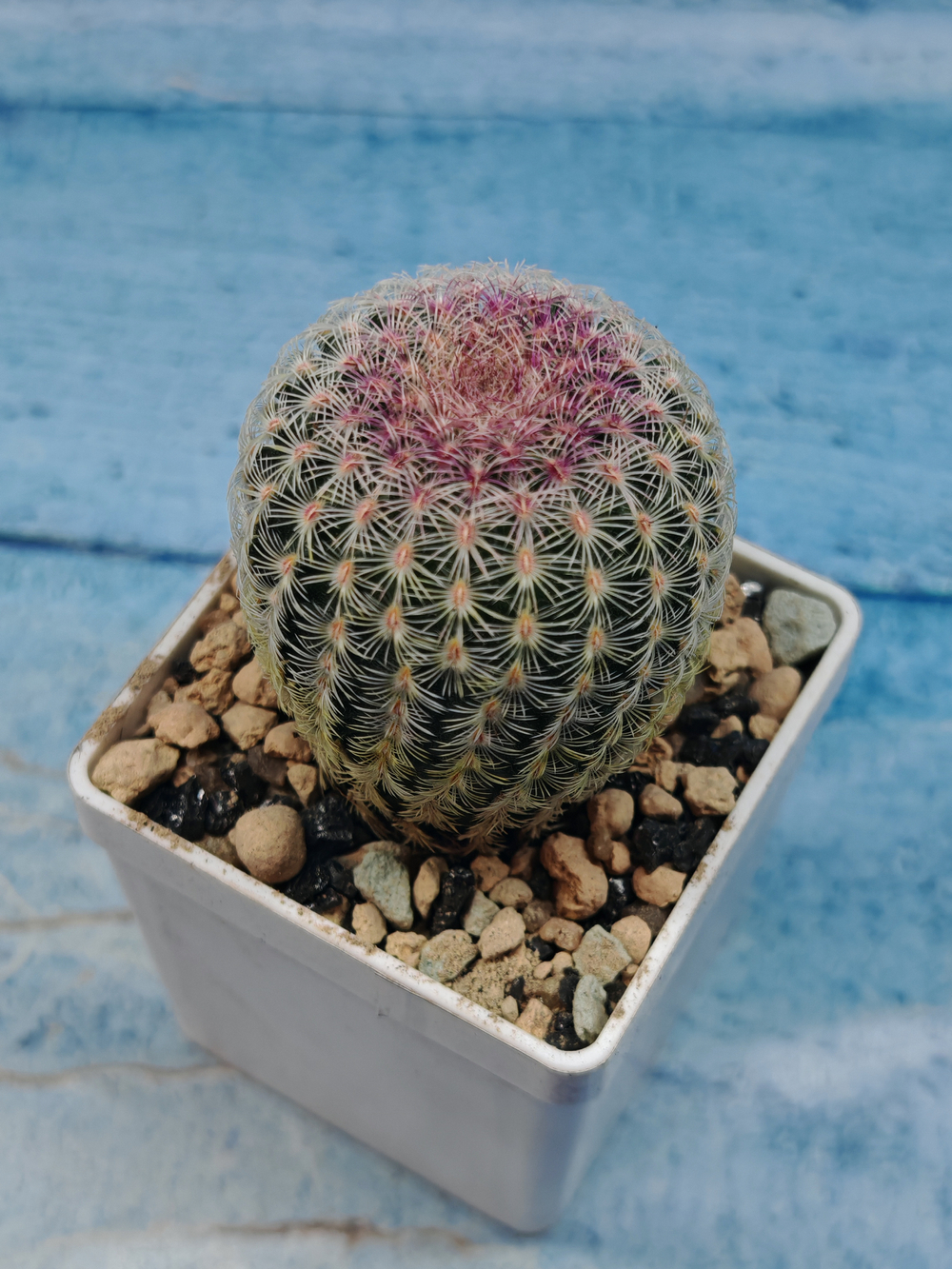 Echinocereus Rigidissimus Rubispinus (Эхиноцереус)