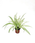 Хлорофитум