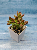 Sedum Nussbaumerianum (Седум)