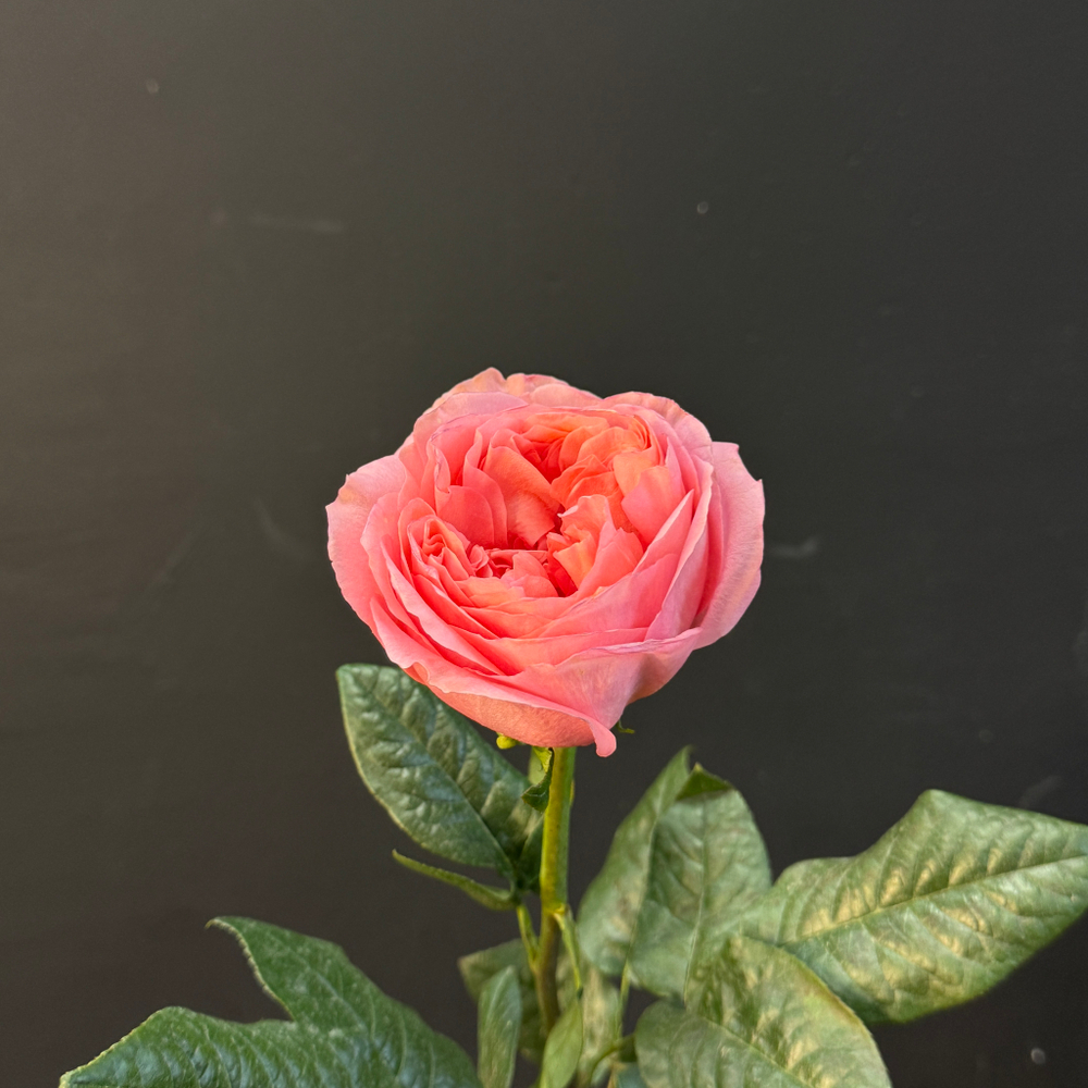 Роза пионовидная Pink Expression 65 см 1 шт
