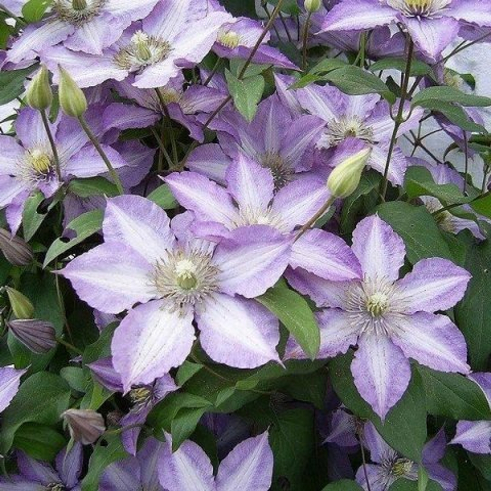 Клематис Ibi. Клематис Тюдор. Клематис (Clematis) Тюдор. Клематис Жакмана.