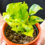 Эпипремнум AUREUM NJOY NEON