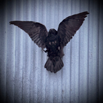 Чучело ворона