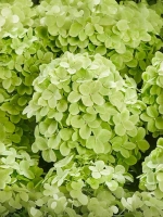 Гортензия метельчатая Панчетта