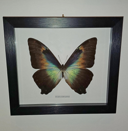 Бабочка Morpho cisseis gahua в рамке