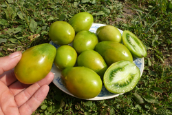 Помидоры Сhile Verde — Зелёный Чили