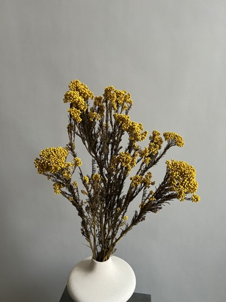 Озотамнус стабилизированный желтый