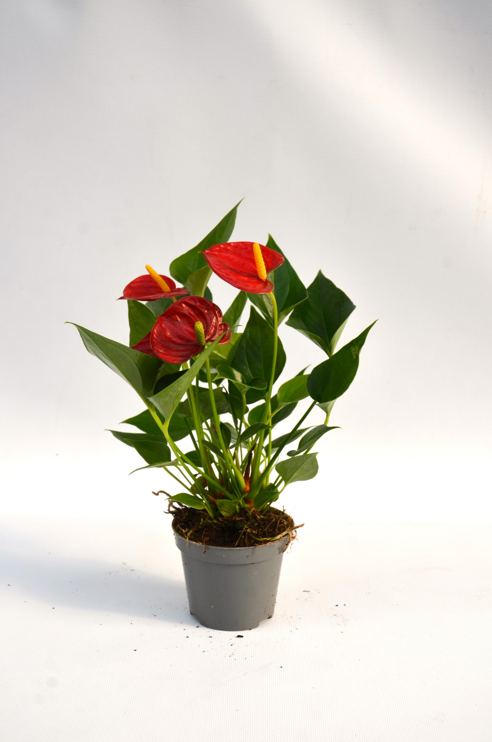 Антуриум д.9