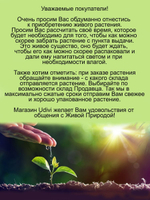 Жимолость Ауреоретикулата пёстролистная декоративная