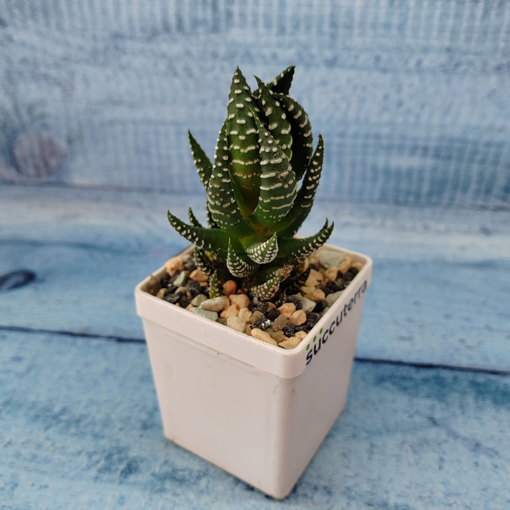 Haworthia Reinwardtii (Хавортия)
