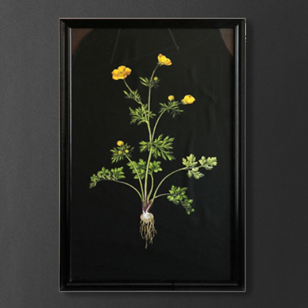 Постер Roomers Желтый цветок на черном Нидерланды