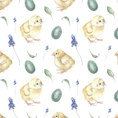 Акварельные цыплята, яйца и цветы мускари на белом фоне.